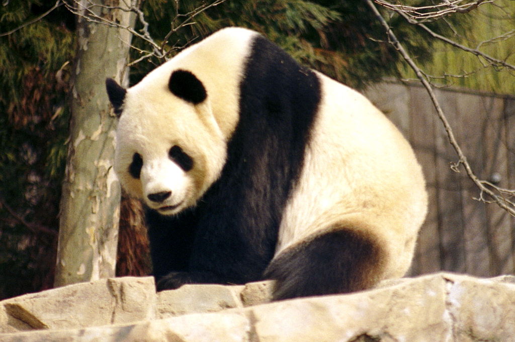 Hack attacks on mobiles will be widespread in 2016 says Panda