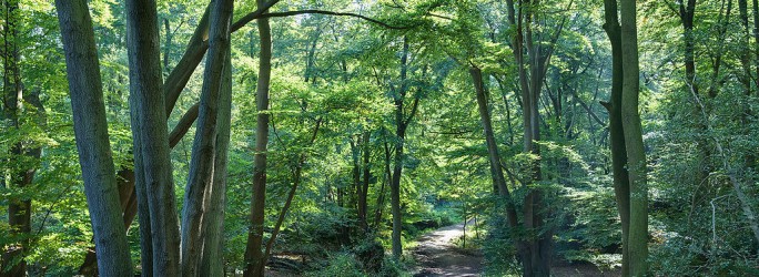 Cloud: Ingram Micro helps partners see wood from the trees